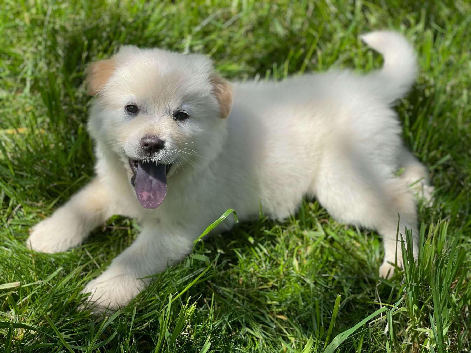 Nash as a playful puppy in the grass