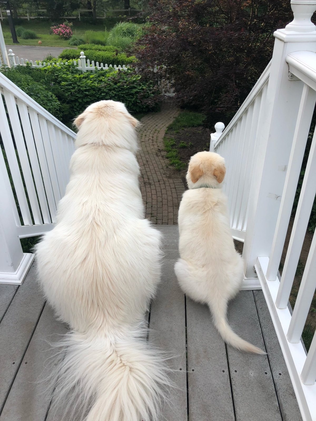 Willow and Nash looking out together from the porch